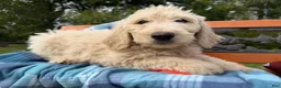 Labradoodle dogs for sale: Clove (Girl) - Ad 6