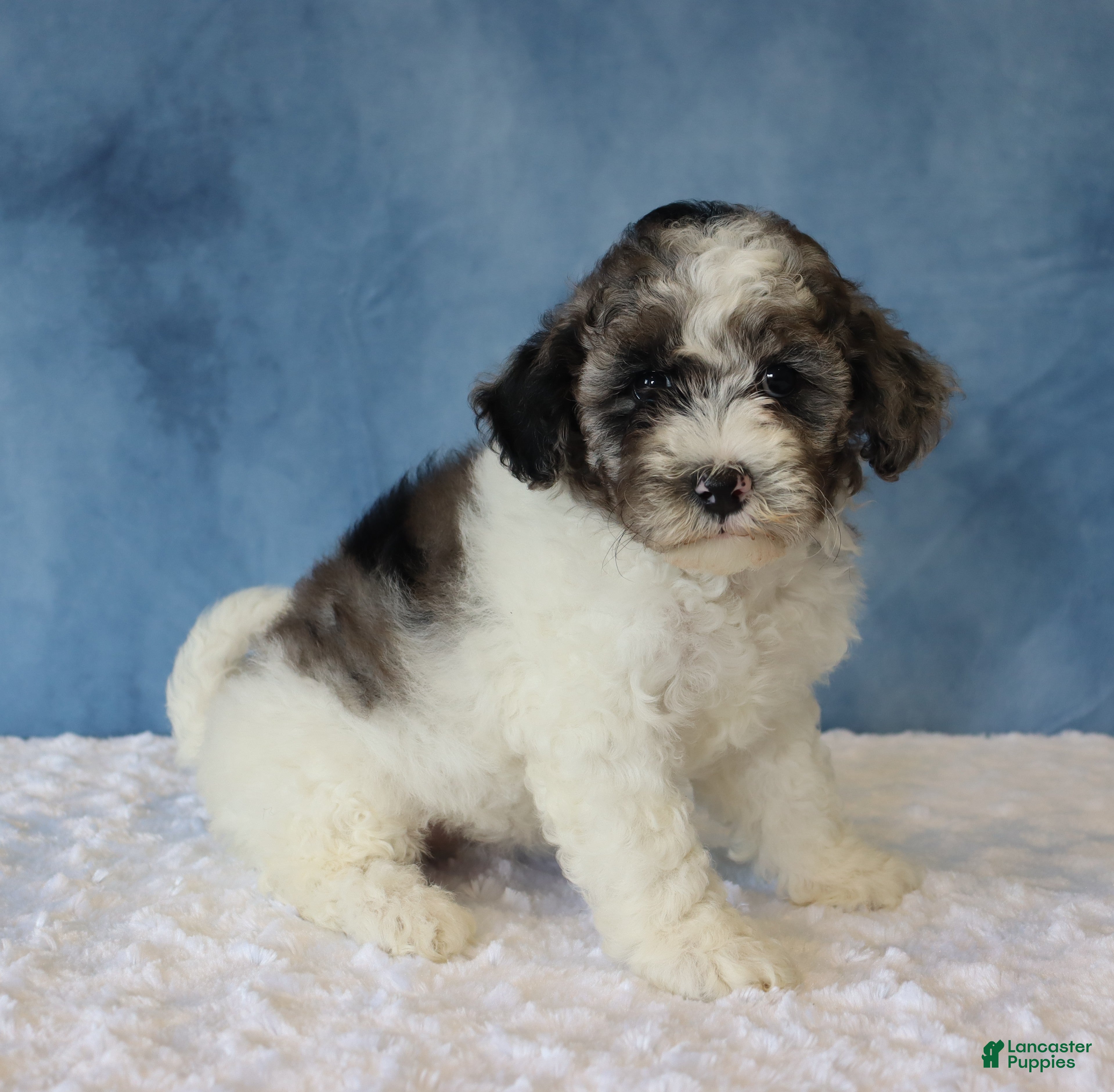 Mixed Breed dogs Sage - Ad 1