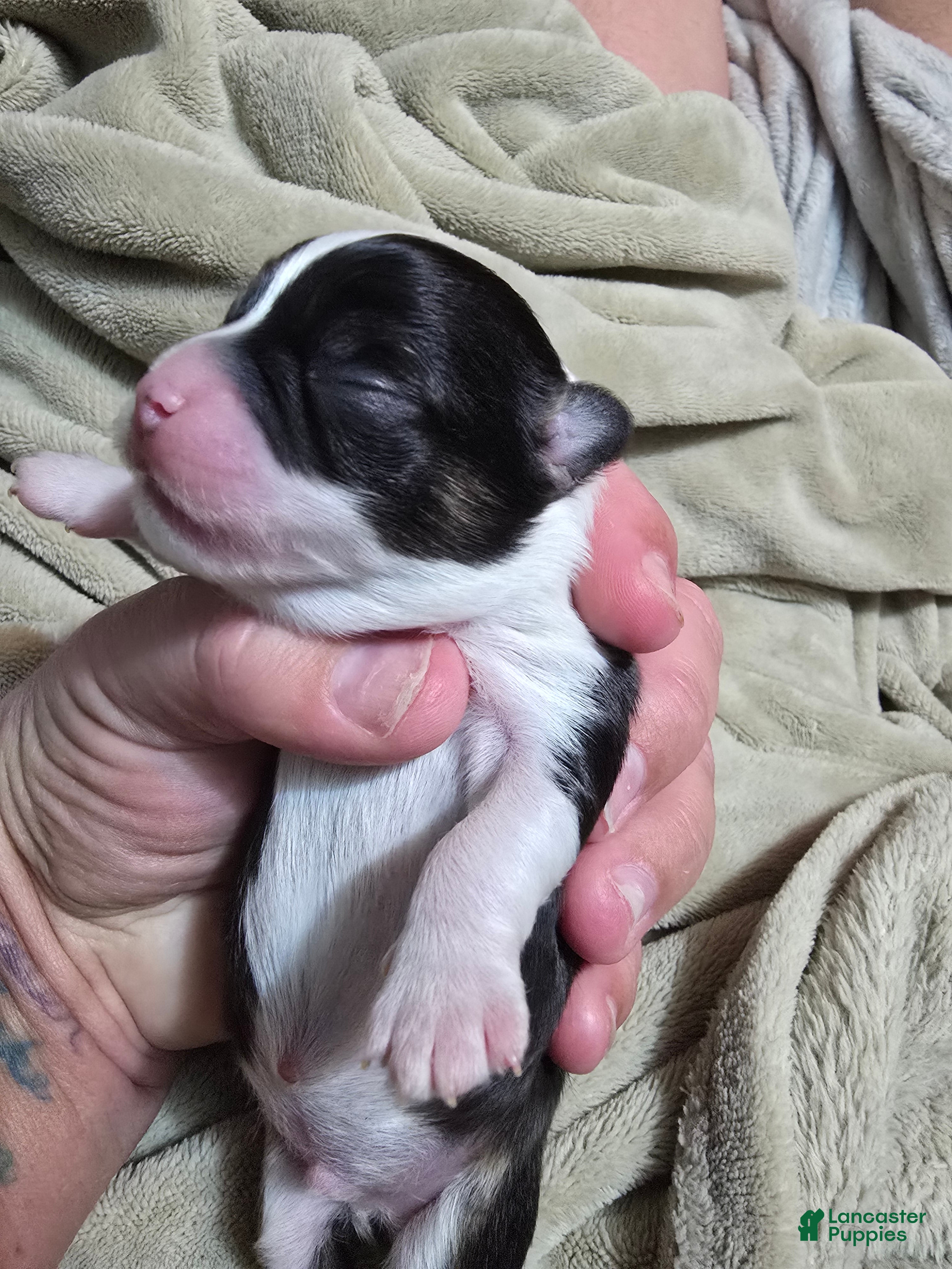 Chihuahua dogs Louie - Ad 40