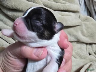 Chihuahua dogs Louie - Ad 40