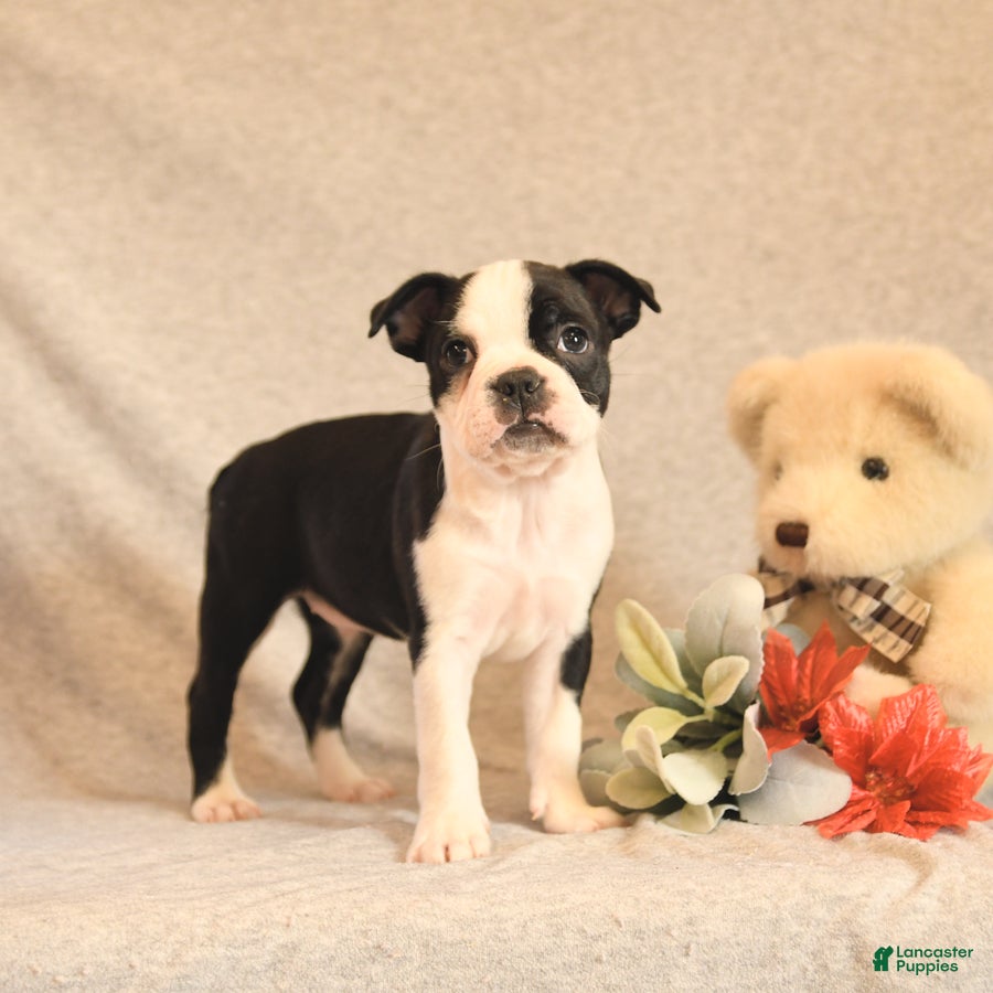 Boston Terrier dogs Forrest - Ad 14