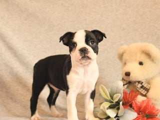 Boston Terrier dogs Forrest - Ad 37