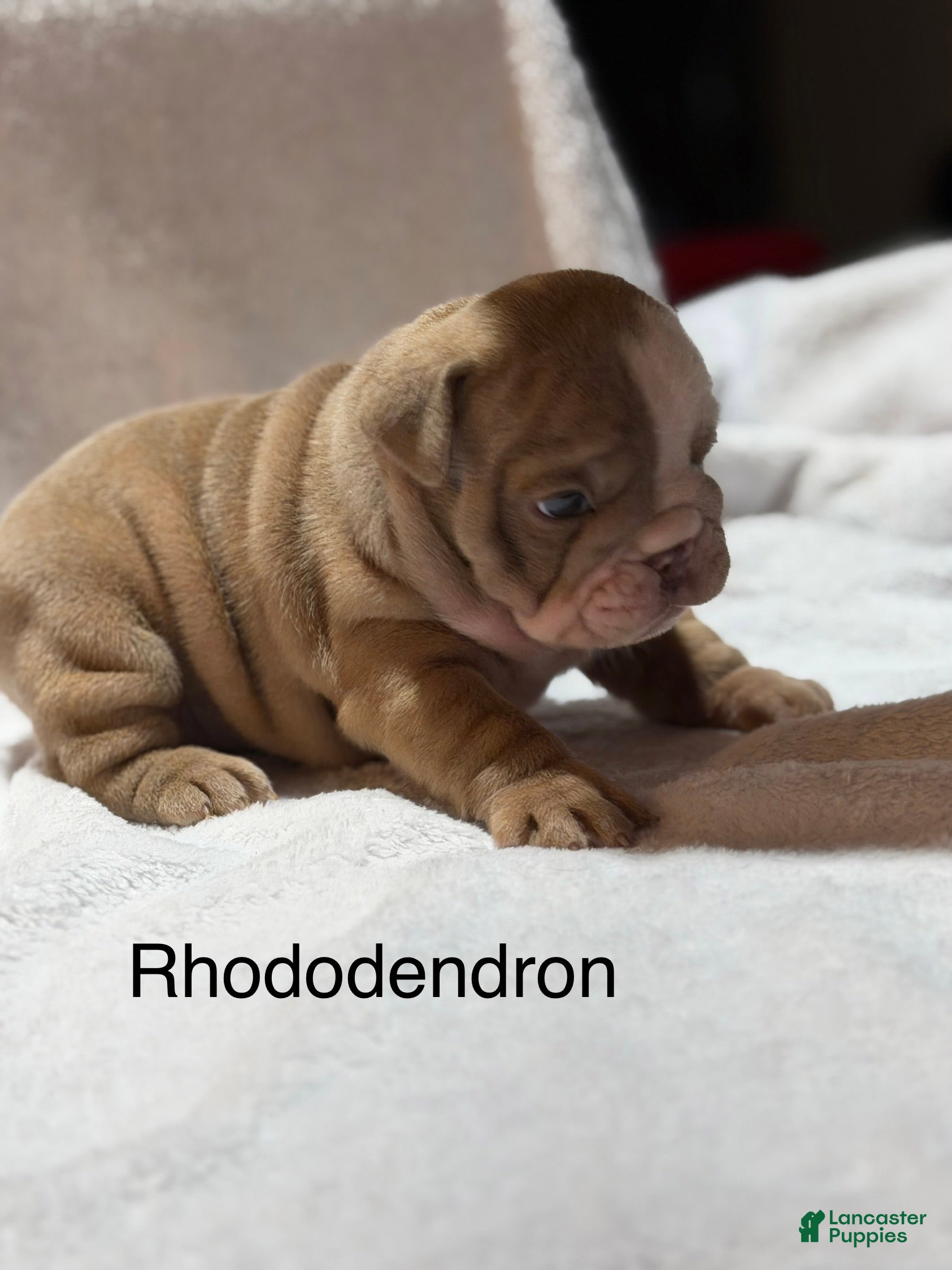 English Bulldog dogs English Bulldog Puppy 7 - Ad 6