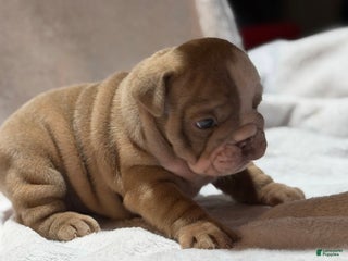 English Bulldog dogs English Bulldog Puppy 7 - Ad 6