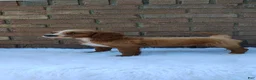 Irish Doodle dogs for sale: Diesel - Ad 5