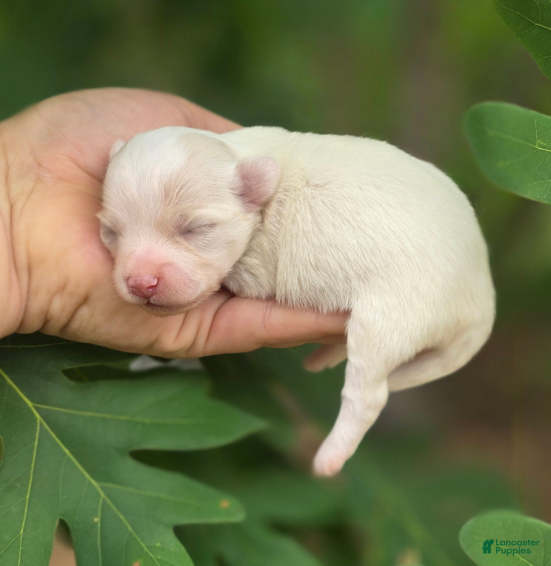Mixed Breed dogs Blanca - Ad 2