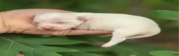 Mixed Breed dogs for sale: Blanca - Ad 2