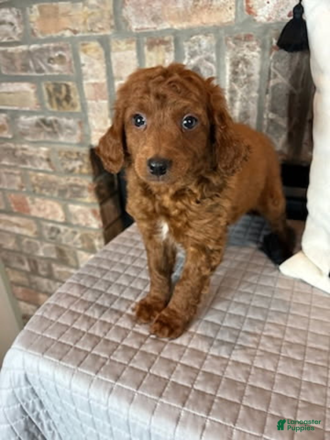 Mini Goldendoodle dogs for sale: Mason - Ad 2