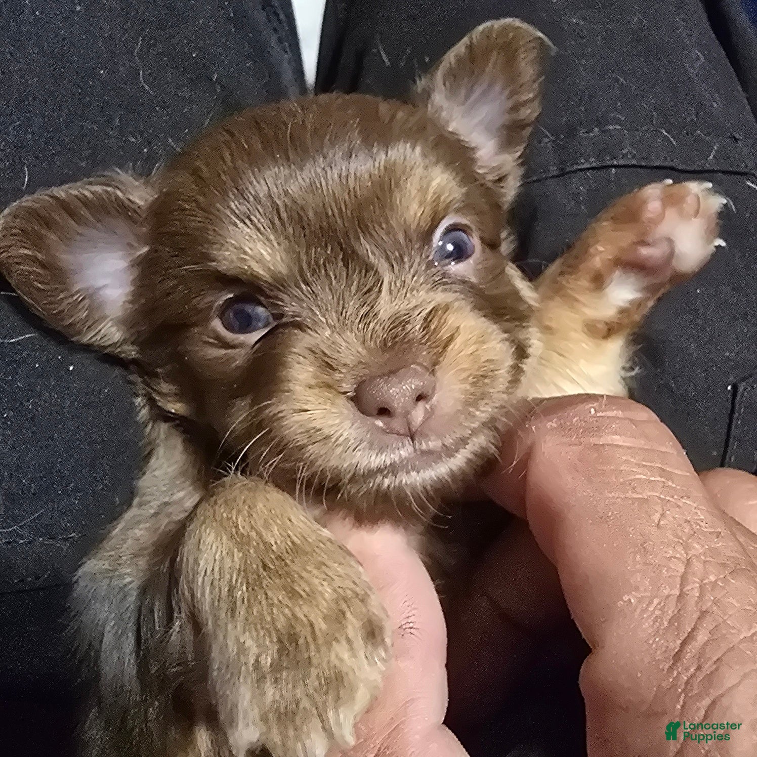 Chihuahua dogs Dolly - Ad 11
