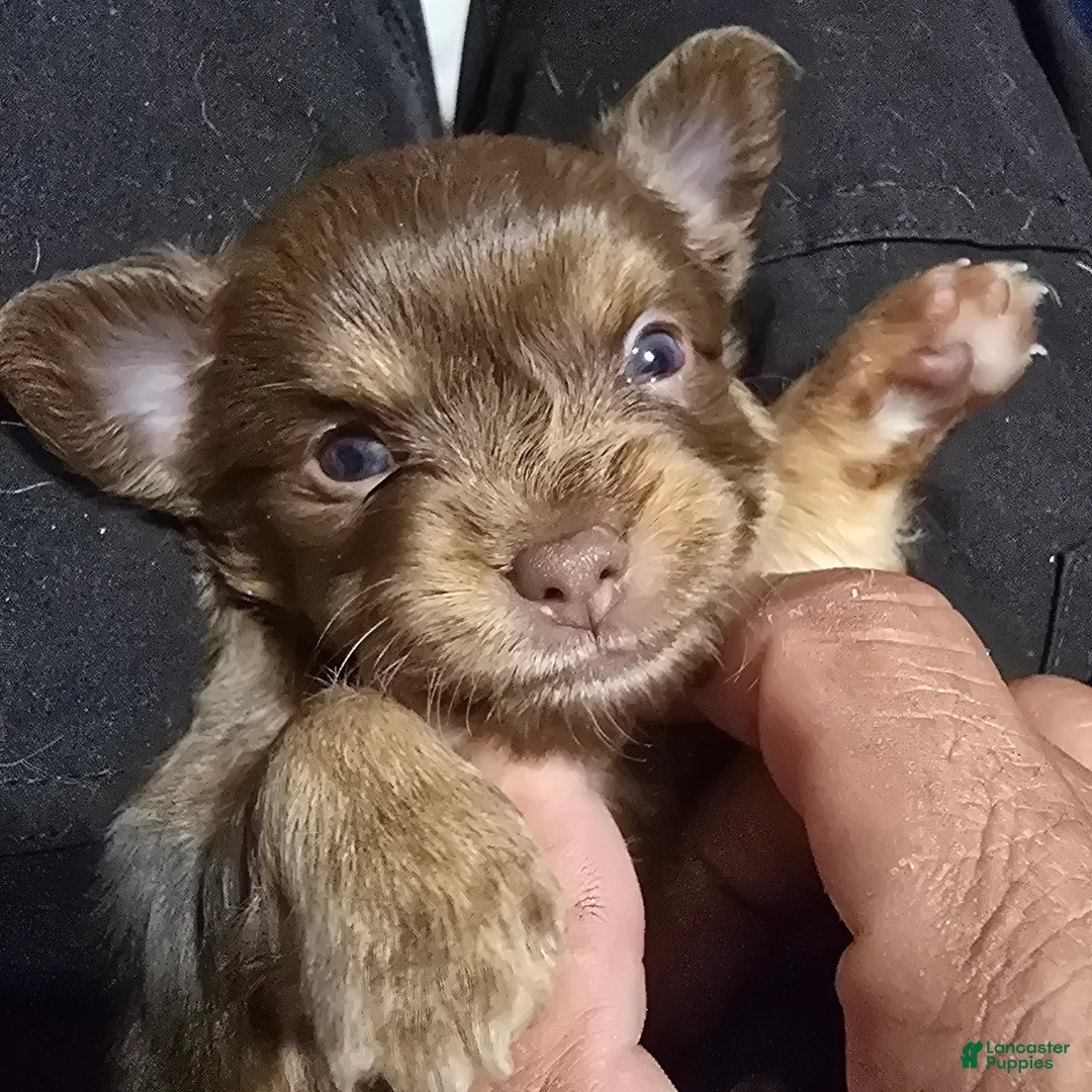 Chihuahua dogs for sale: Dolly - Ad 1