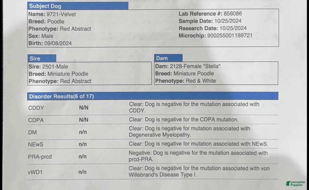 Miniature Poodle dogs for stud: Velvet - Ad 5