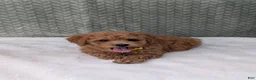 Bichpoo dogs for sale: Benji  - Ad 6