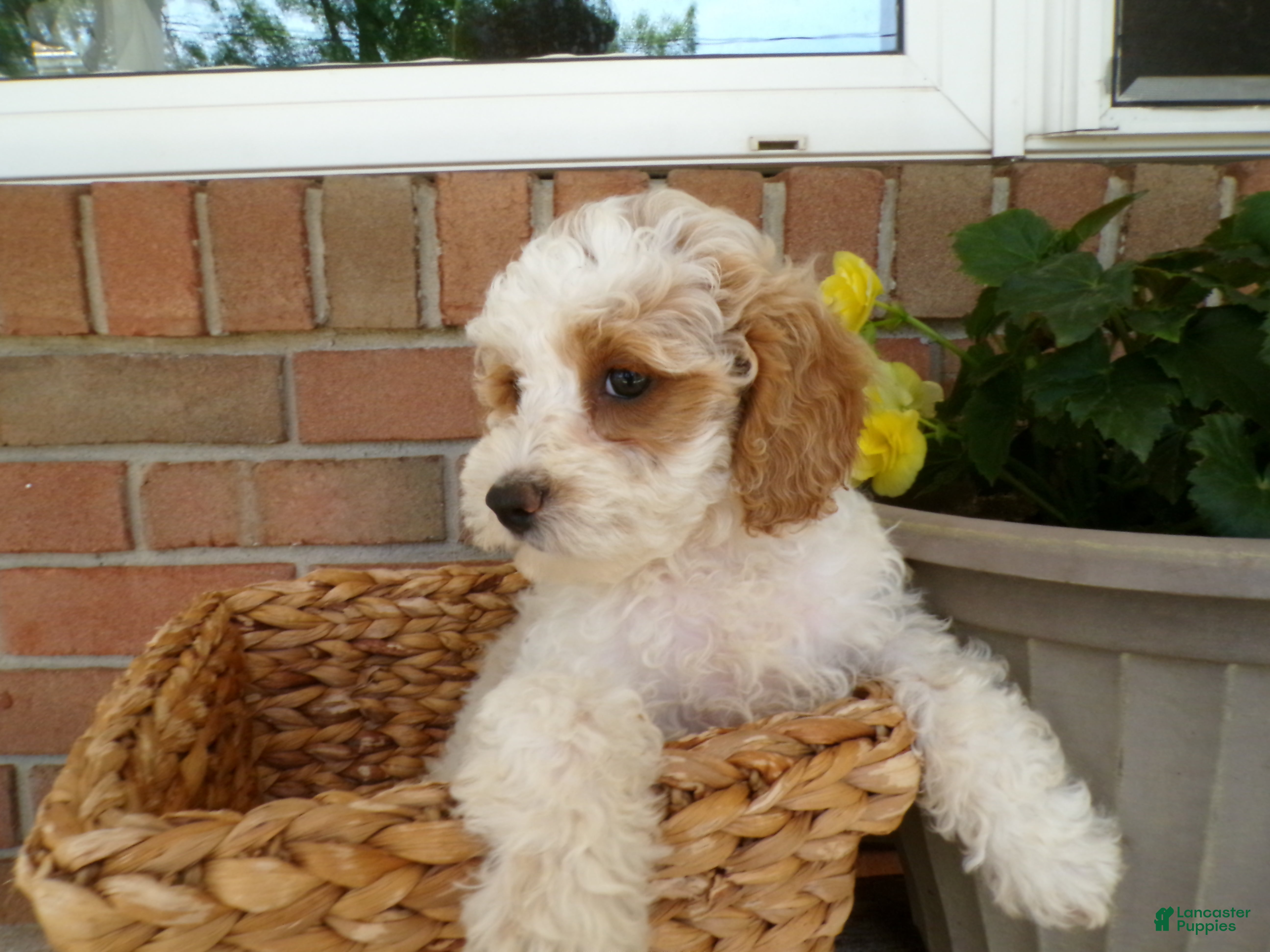 Cockapoo dogs Callie - Ad 1