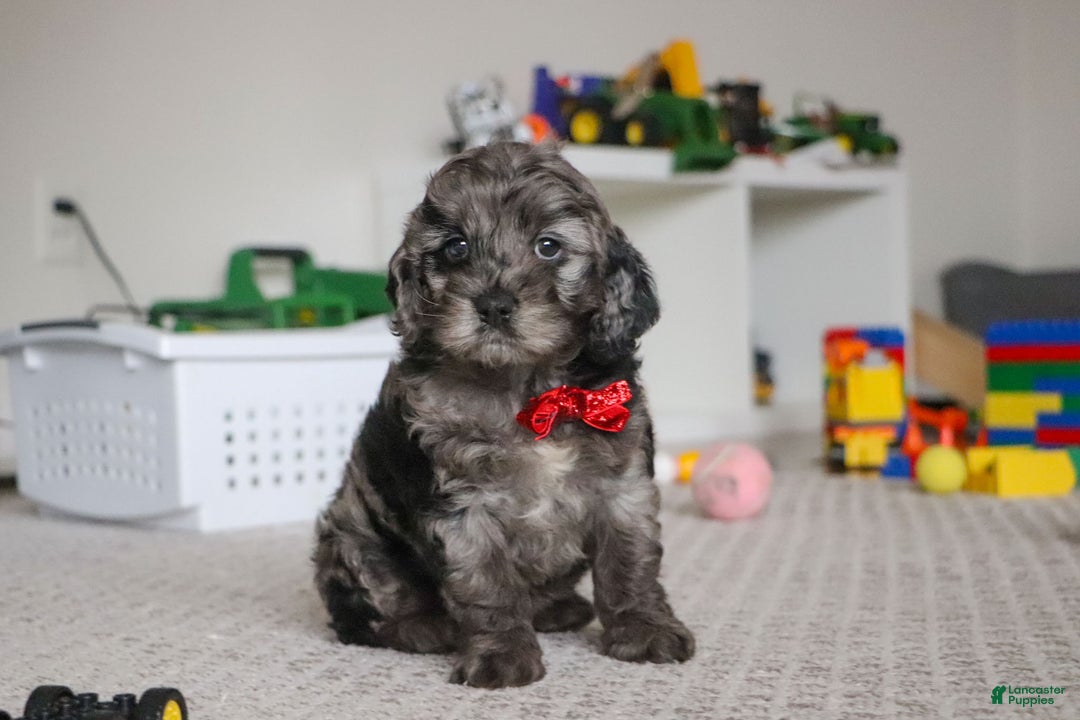 Cockapoo dogs for sale: Frosty - Ad 4