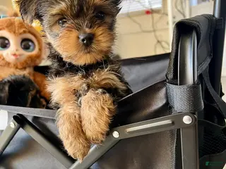 Yorkshire Terrier dogs Yorkshire Terrier Puppy 4 - Ad 2