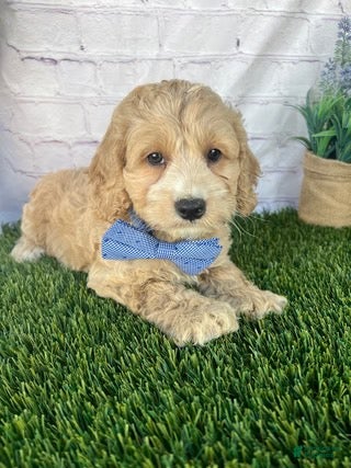 Cockapoo dogs for sale: Alex Cockapoo  - Ad 3