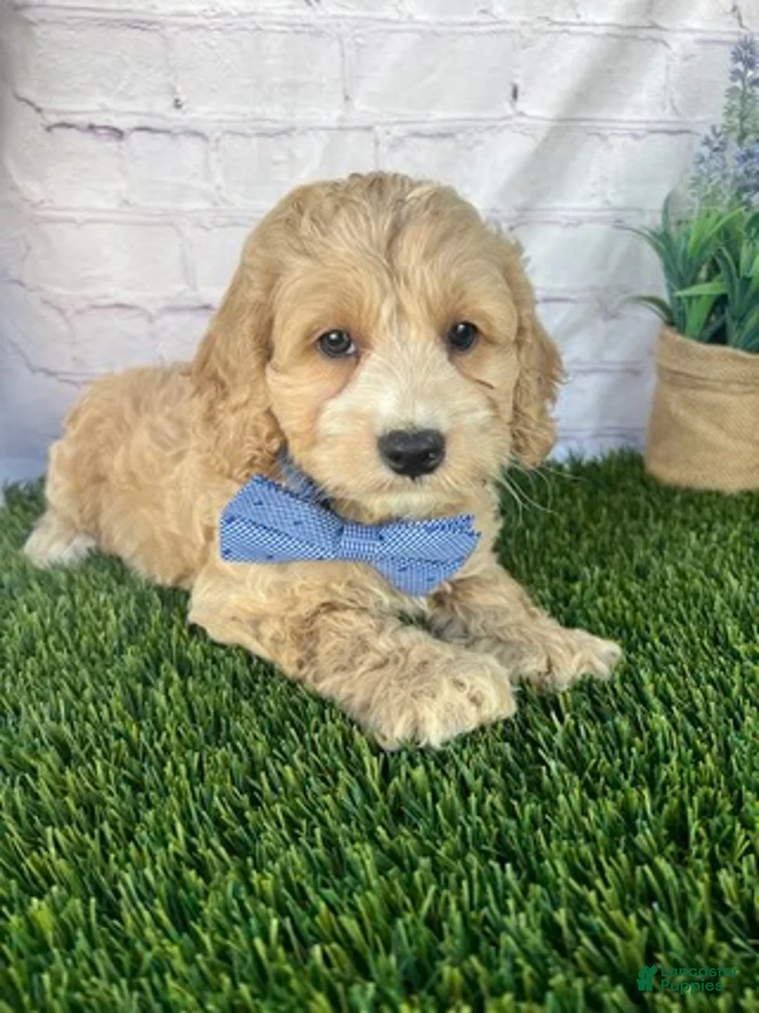 Cockapoo dogs for sale: Alex Cockapoo  - Ad 1