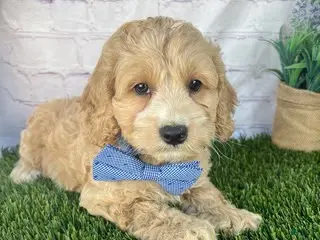 Cockapoo dogs Alex Cockapoo - Ad 1