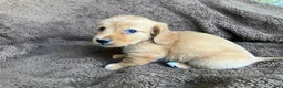 Miniature Dachshund dogs for sale: CHEDDAR, CHEDDAR, CHEDDAR!!! - Ad 3