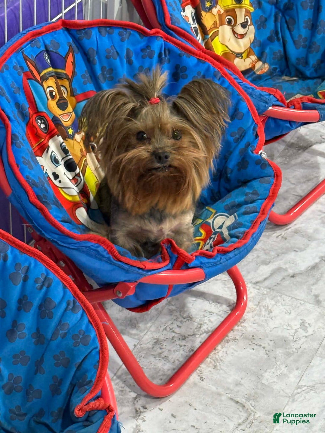 Yorkshire Terrier dogs for sale: Yorkshire Terrier Adult Female - Ad 2