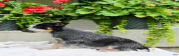 Australian Cattle Dog dogs for sale: Captain - Ad 3
