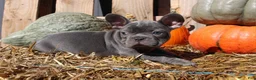 Mixed Breed dogs for sale: Teddy - Ad 7