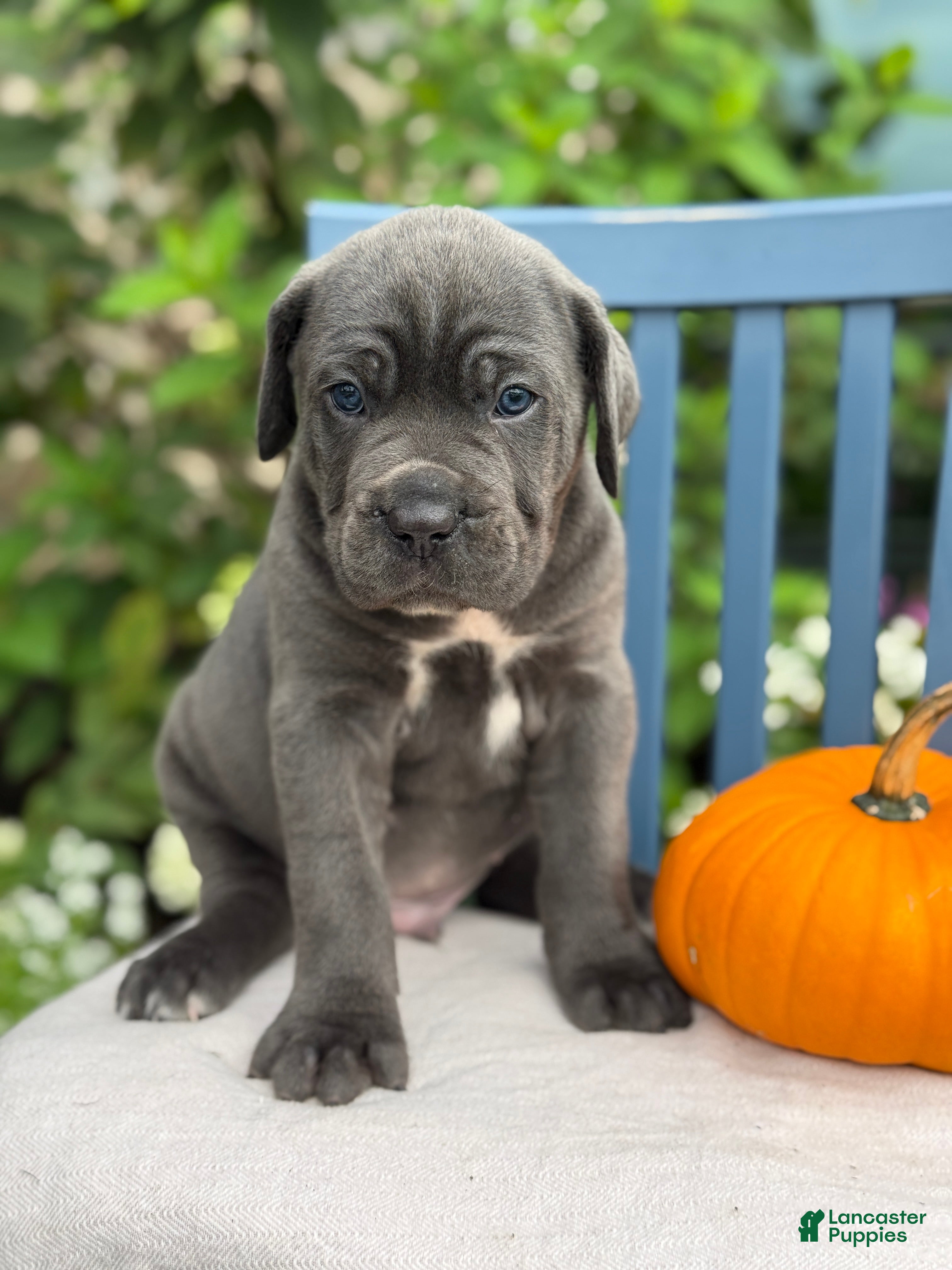 Cane Corso dogs for sale: Diesel - Ad 3