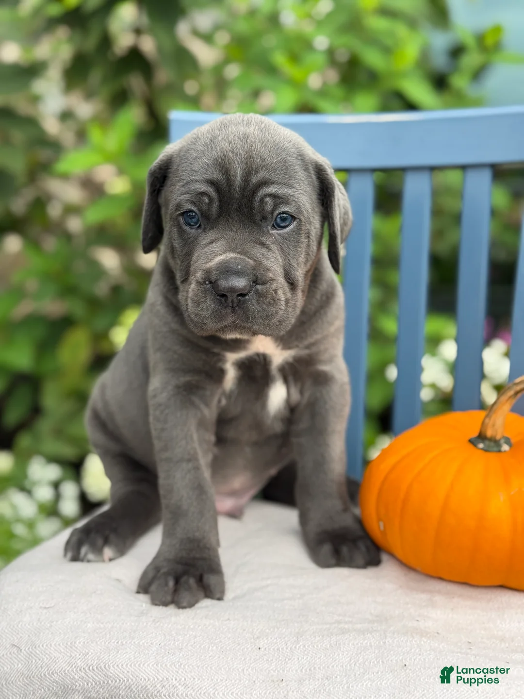Cane Corso dogs for sale: Diesel - Ad 1