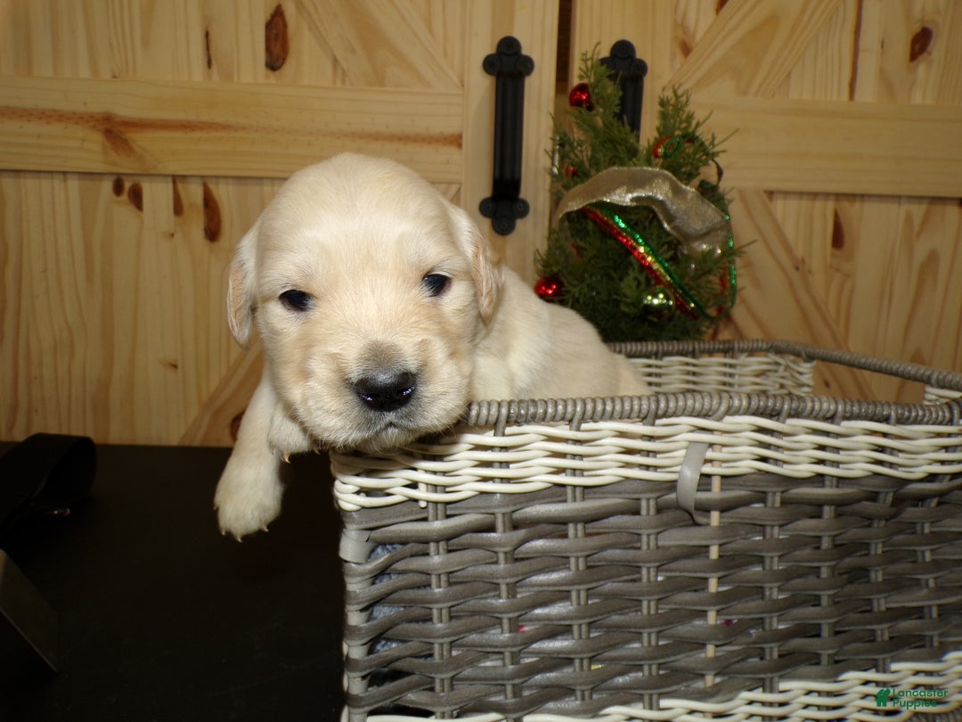 Golden Retriever dogs for sale: Golden Retriever Puppy 1 Rene - Ad 2