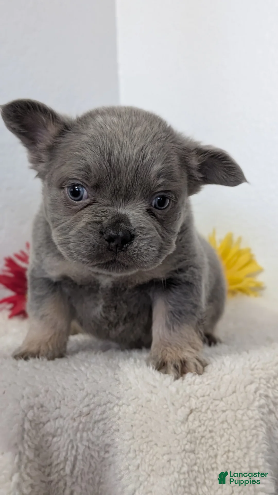 French Bulldog dogs for sale: Tyson - Ad 2