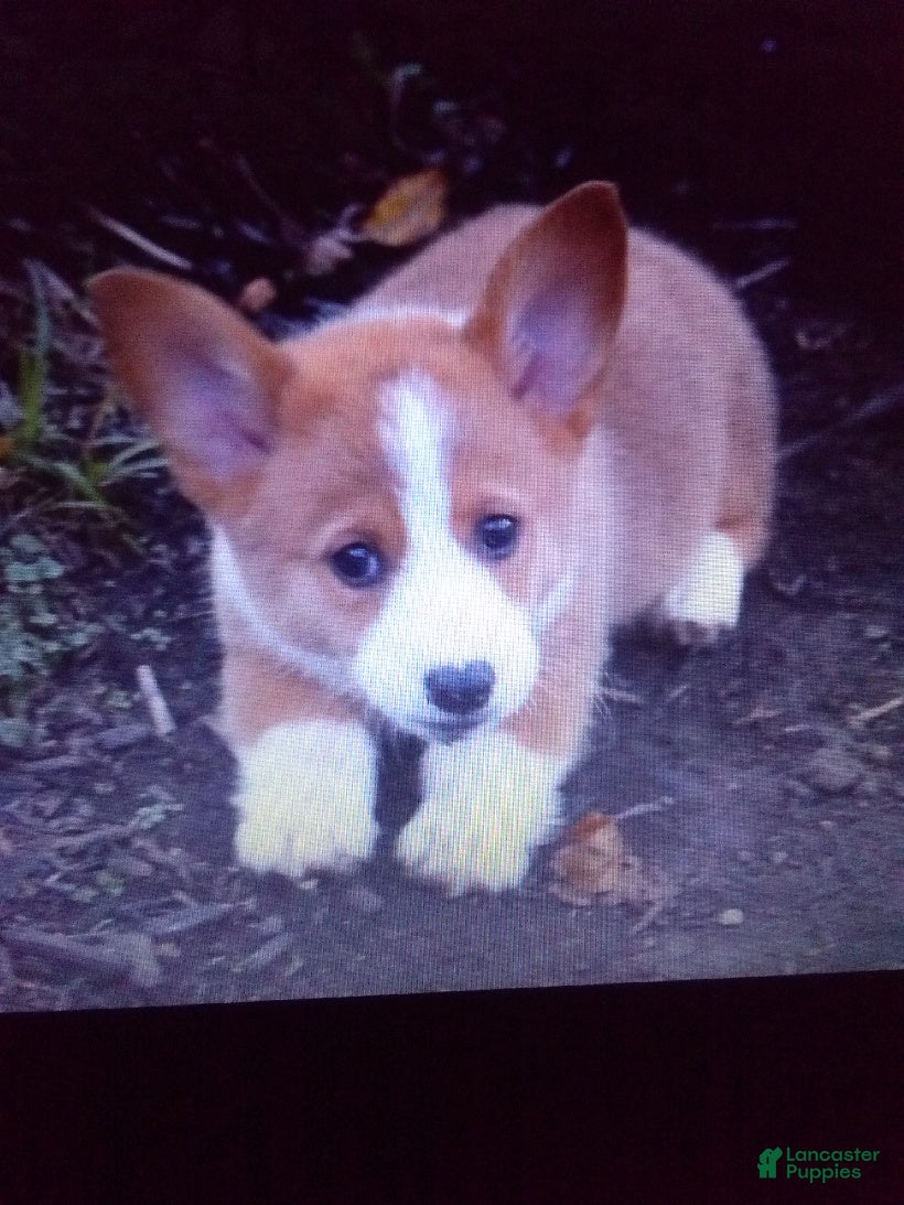 Welsh Corgi Pembroke dogs Thunder - Ad 1