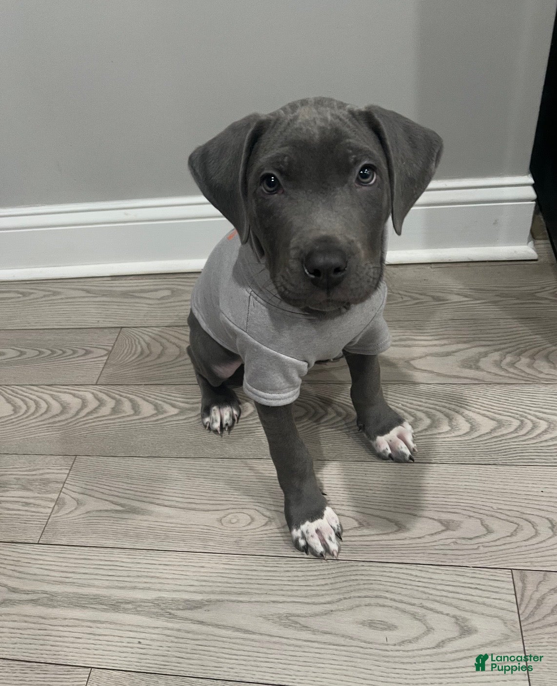 Mixed Breed dogs Barkley  - Ad 40