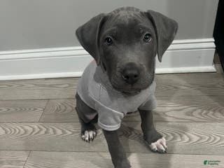 Mixed Breed dogs Barkley - Ad 40