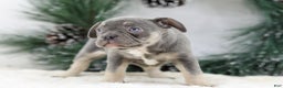 French Bulldog dogs for sale: Iris - Ad 2