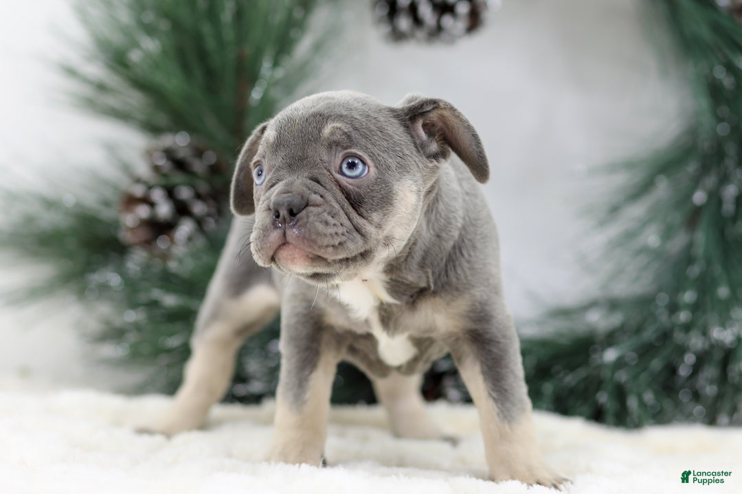 French Bulldog dogs for sale: Iris - Ad 2