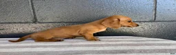 Miniature Dachshund dogs for sale: Dolly - Ad 3