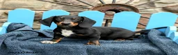 Miniature Dachshund dogs for sale: Ringo - Ad 5