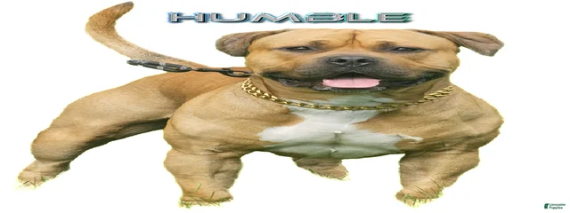Humble