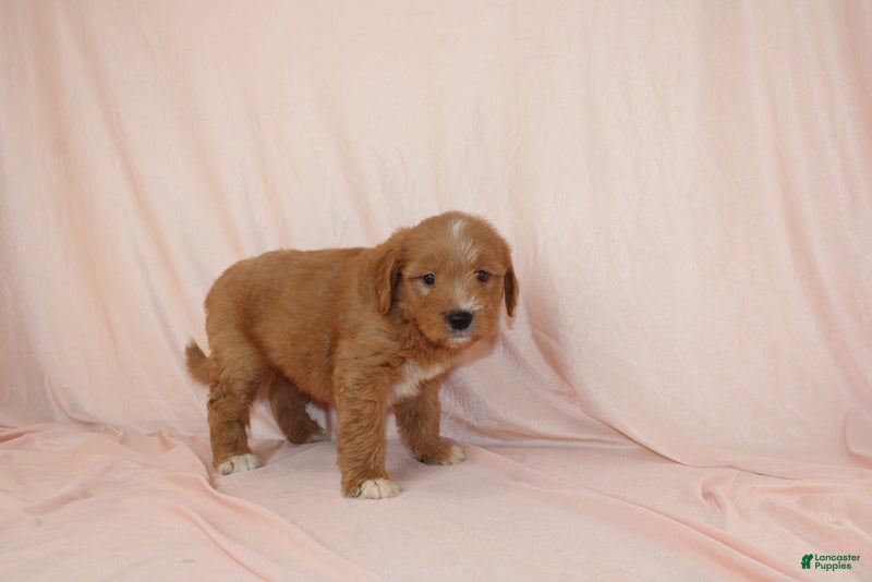 Goldendoodle dogs Wren - Ad 2