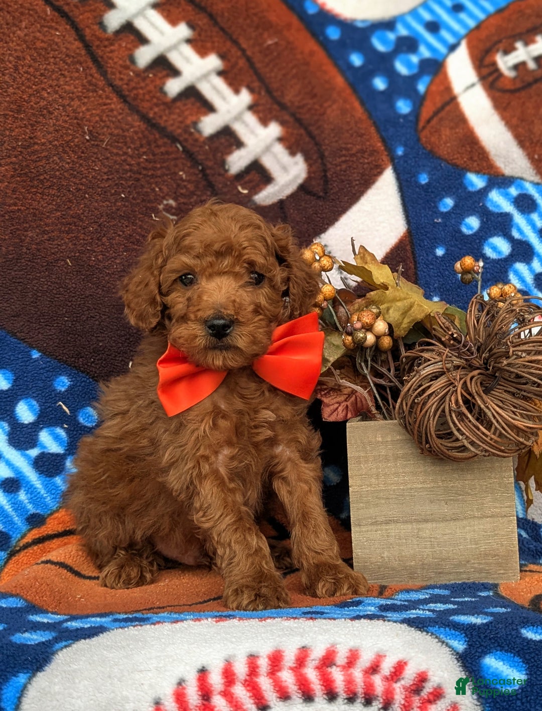 Toy Poodle dogs for sale: Tilman - Ad 1