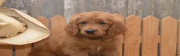 Goldendoodle dogs for sale: Buddy - Ad 4