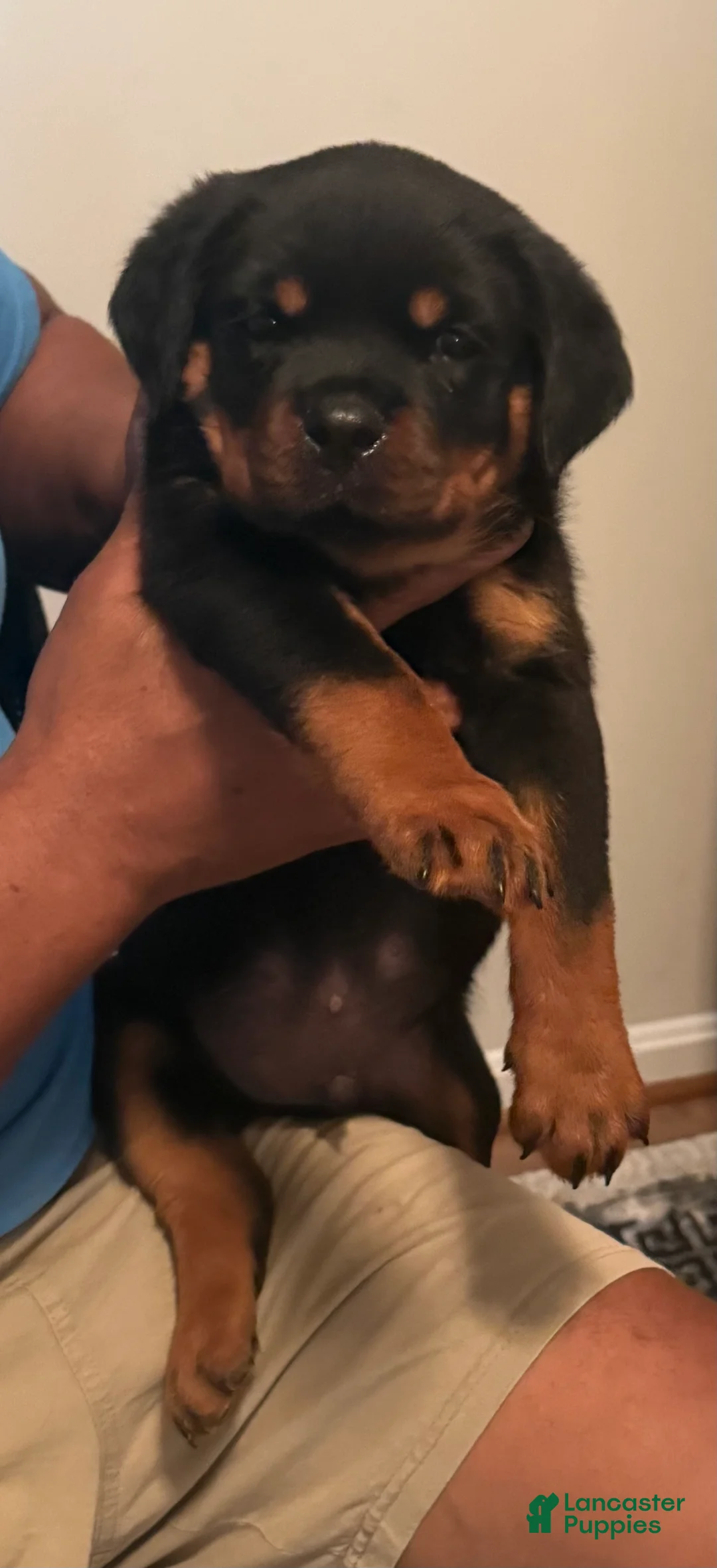 Rottweiler dogs for sale: Rottweiler 2 - Ad 2