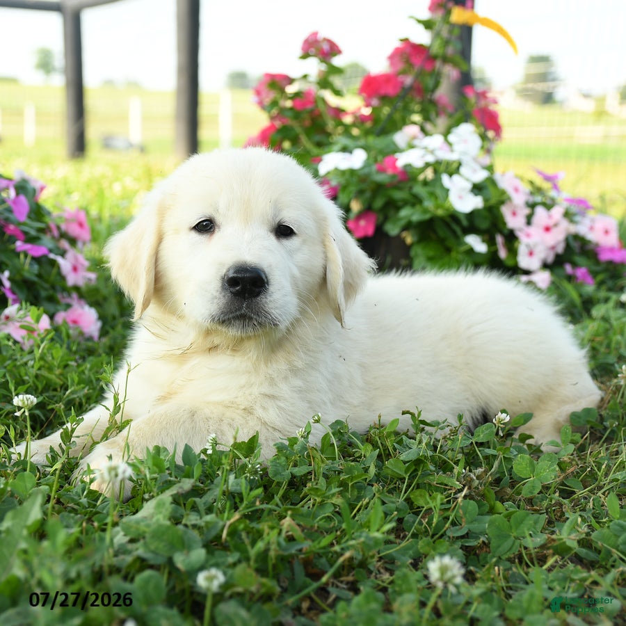 Golden Retriever dogs Bentley - Ad 2