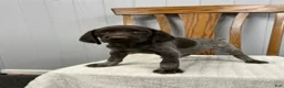 German Shorthaired Pointer dogs for sale: Quinn - Ad 3