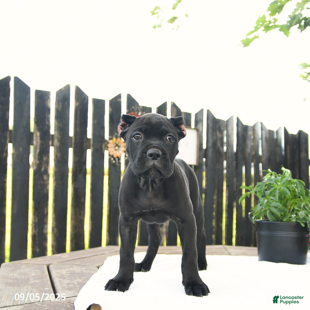 Cane Corso dogs for sale: Molly - Ad 8
