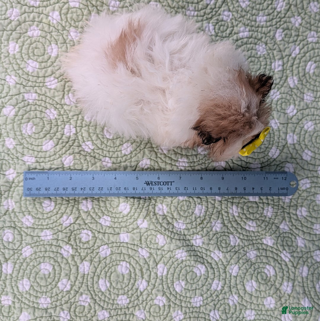 Pomeranian dogs for sale: Flicker - Ad 10