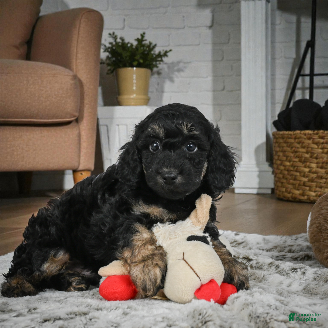 Cockapoo dogs for sale: Duke - Ad 3