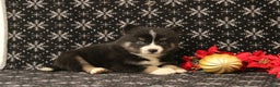 Pomsky dogs for sale: Vesper - Ad 2