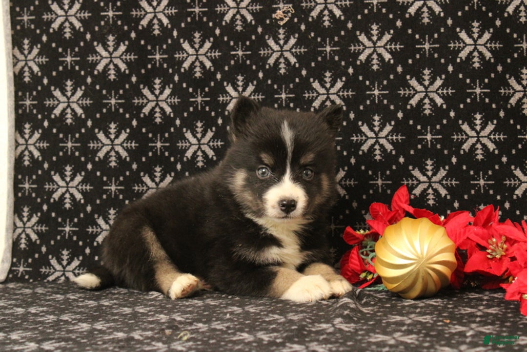 Pomsky dogs for sale: Vesper - Ad 2