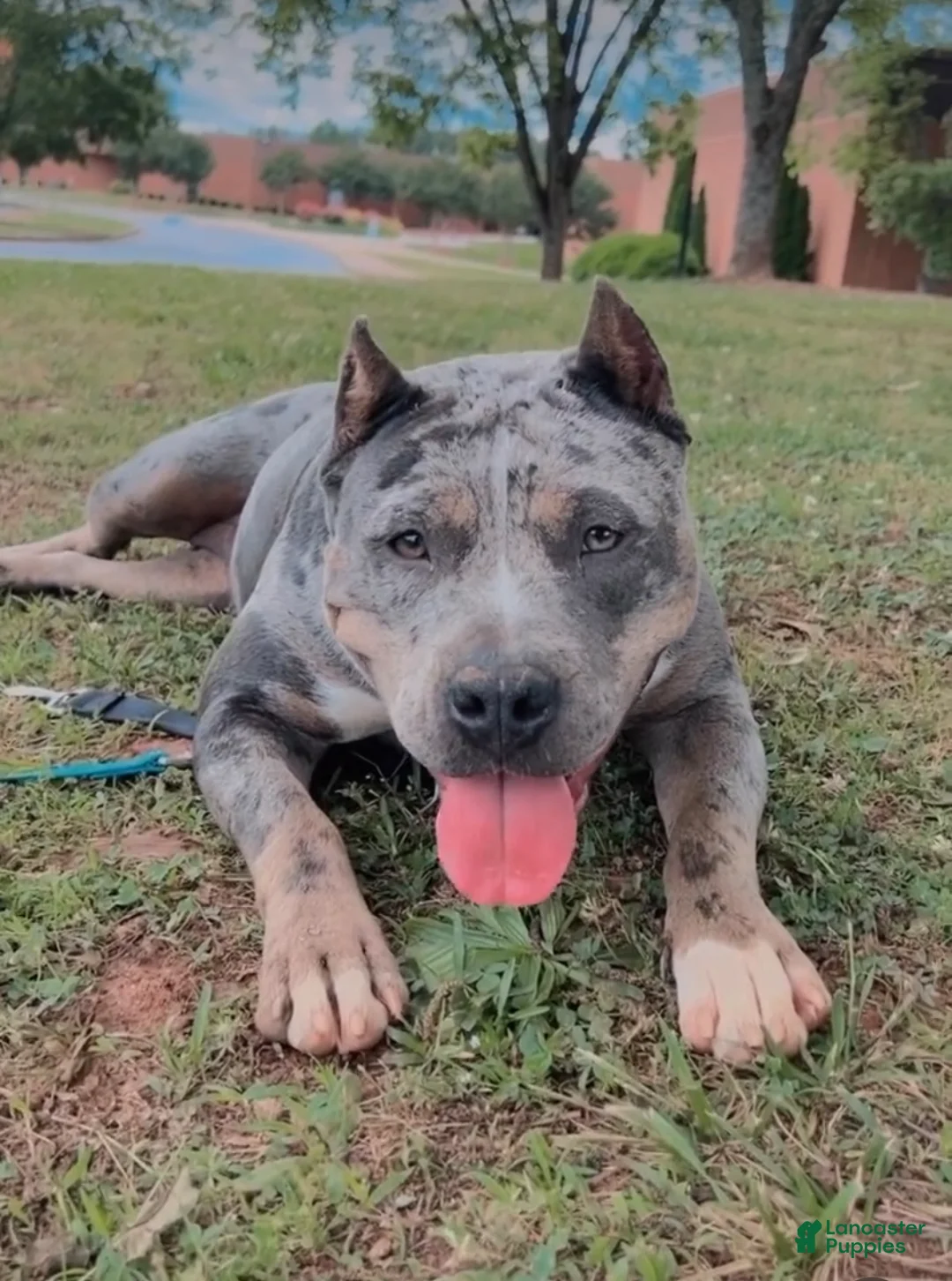 American Bully dogs for sale: American Bully Puppy 3 - Ad 6